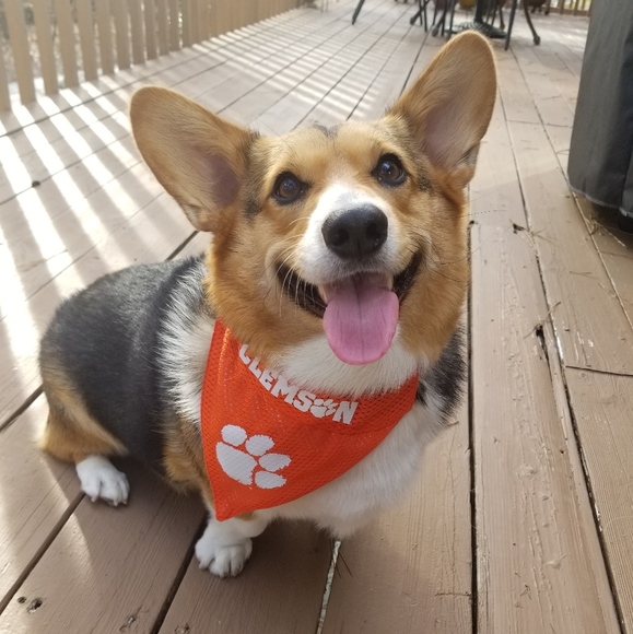 Meet your Posher, Elizabeth - Picture 2 of 4